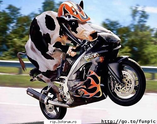 Poze - Ce Dracu Are Vaca Asta ? O Fi Bolnava DE Boala - Poze